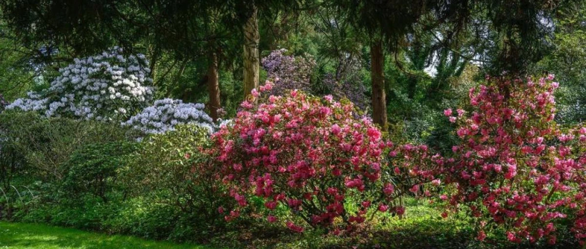 Arboretum Kalmthout