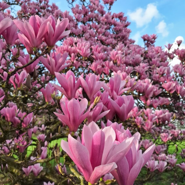 Jardin botanique Meise