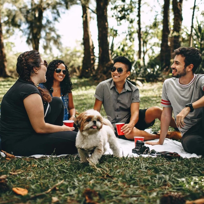 Picknick_progressive-v1