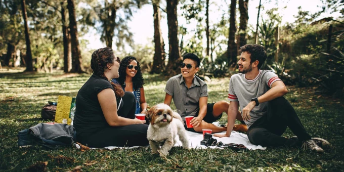 Picknick_progressive