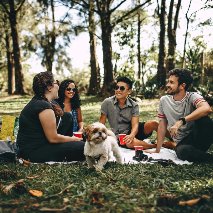 Picknick_progressive