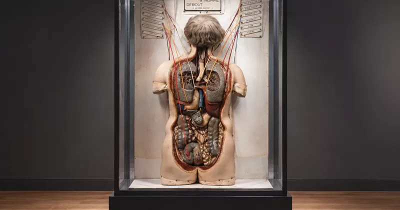 La figure anatomique en cire du XIXe siècle