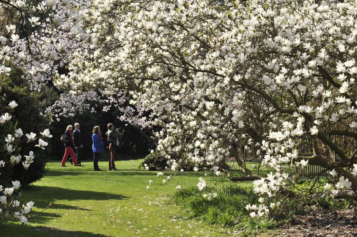 l'Arboretum de Kalmthout