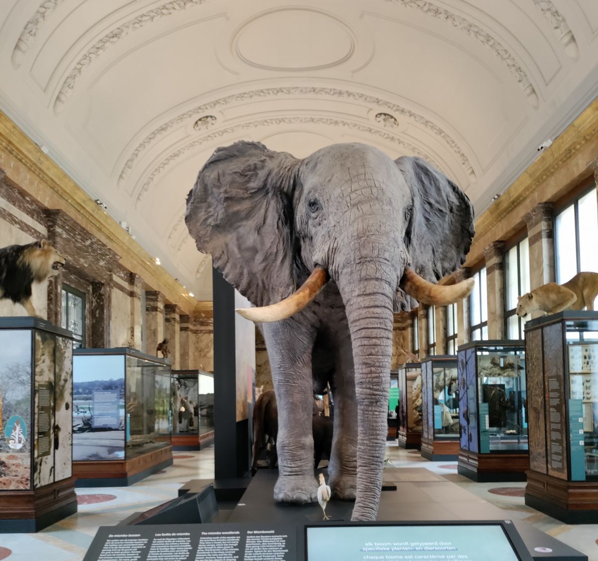 AfricaMuseum