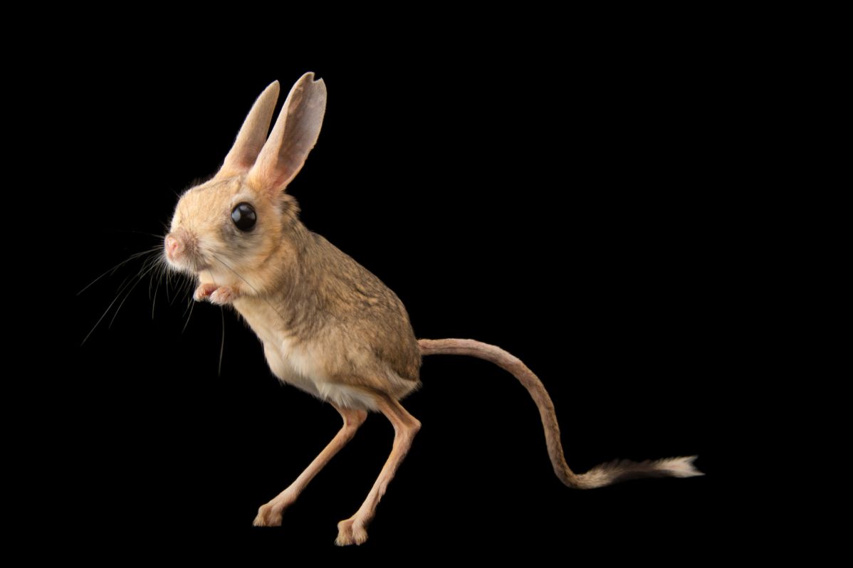 Joel Sartore voor National Geographic